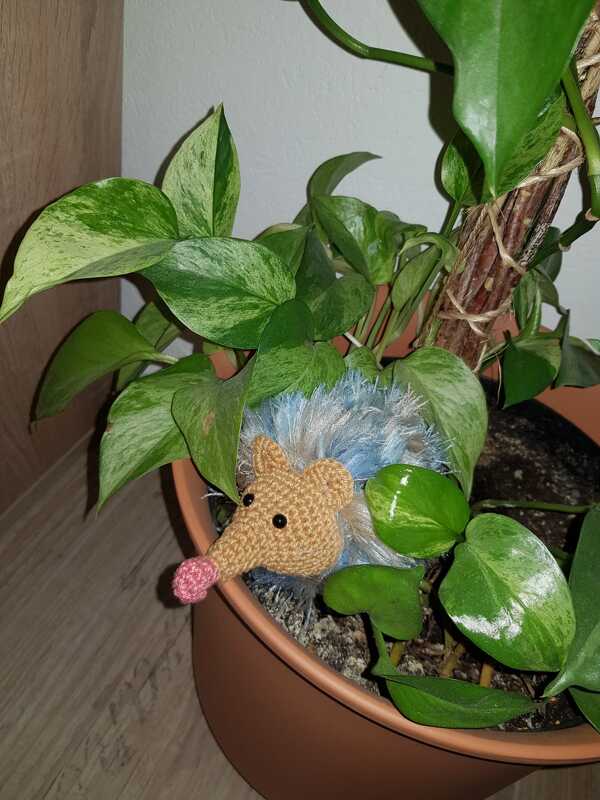 Igel Phillipp - Bild 4