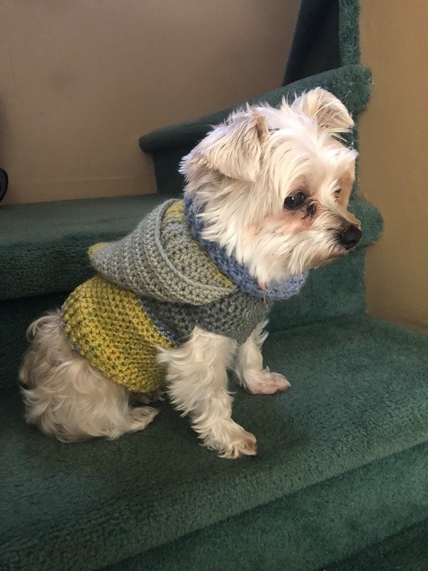 Dog Jacket and Cap - Image 4