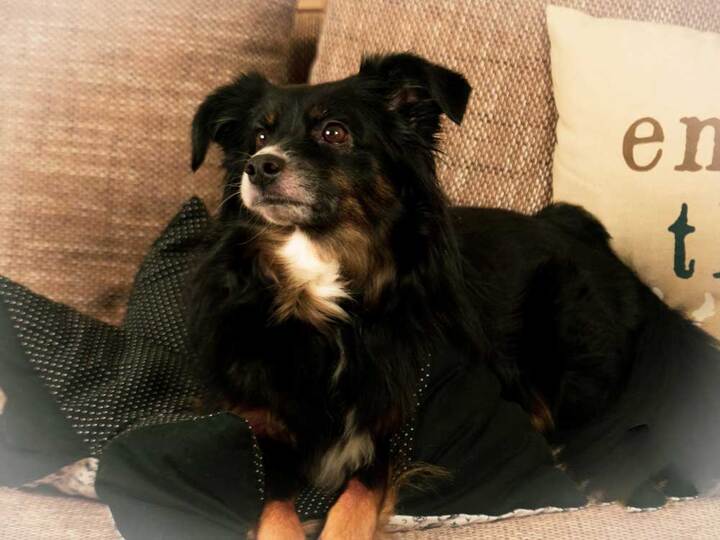 Sternenkissen nähen für Hund und Katze