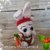 Crochet pattern Alex, the christmas rabbit PDF ternura amigurumi, english- deutsch- dutch