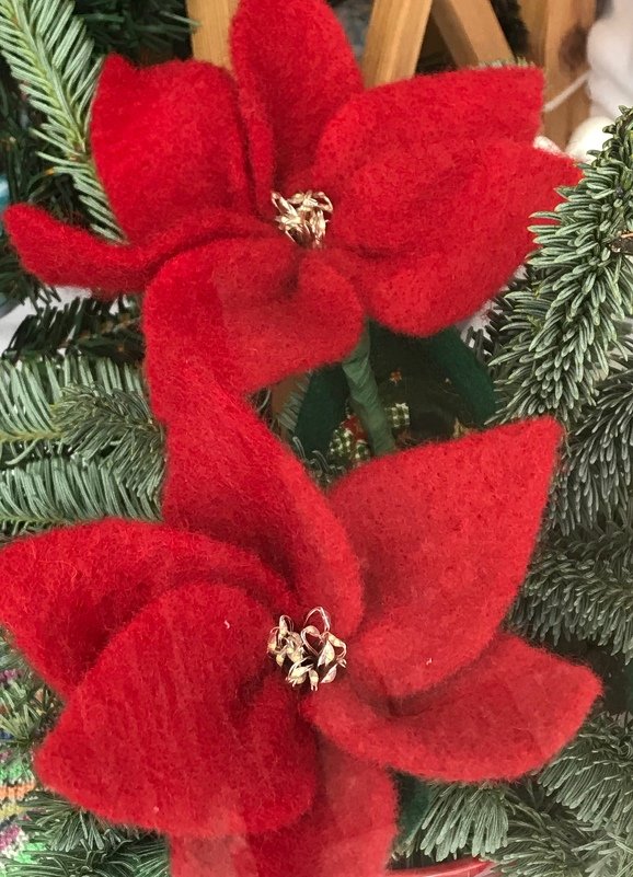 Leuchtende Christsterne - Bild 2