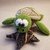 Crochet pattern turtle "Tim"
