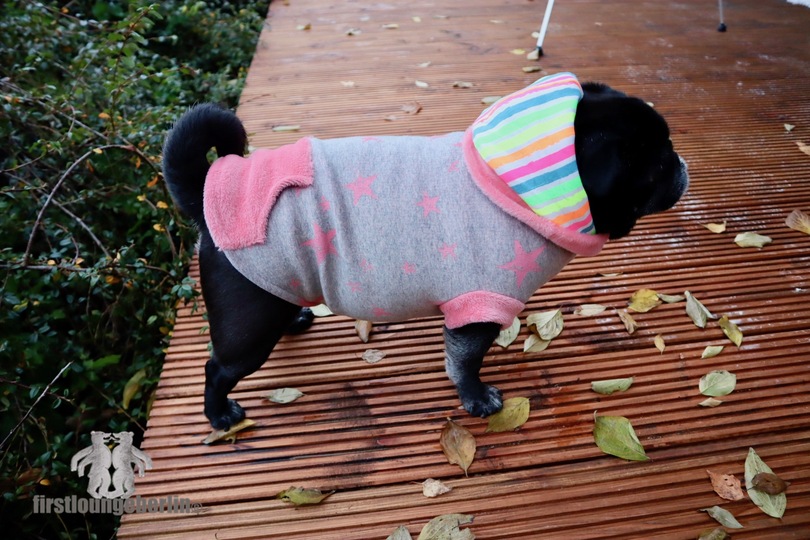 MOPS & CO. Hund Sweater Pulli mit Schnittmuster in 10 Größen - Nähanleitung Welpen bis kräftigen Hund firstloungeberlin