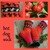 Sockenanleitung Sockenmuster * Hot dog sock* Modell Sockenstrickkalender