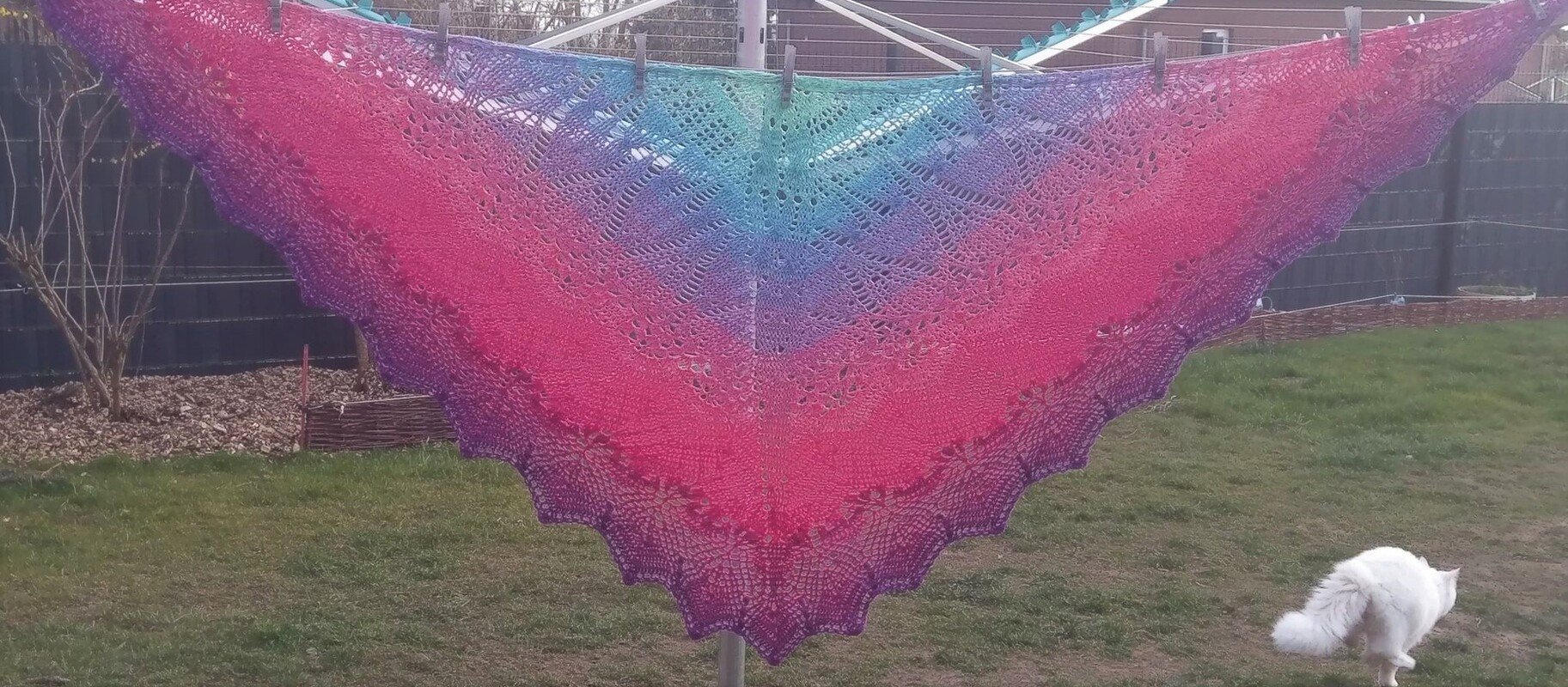 Gehäkeltes Dreieckstuch mit Farbverlauf von Pink zu Türkis und feinem Spitzenmuster, an einer Wäscheleine im Garten aufgehängt; weiße Katze im Vordergrund.