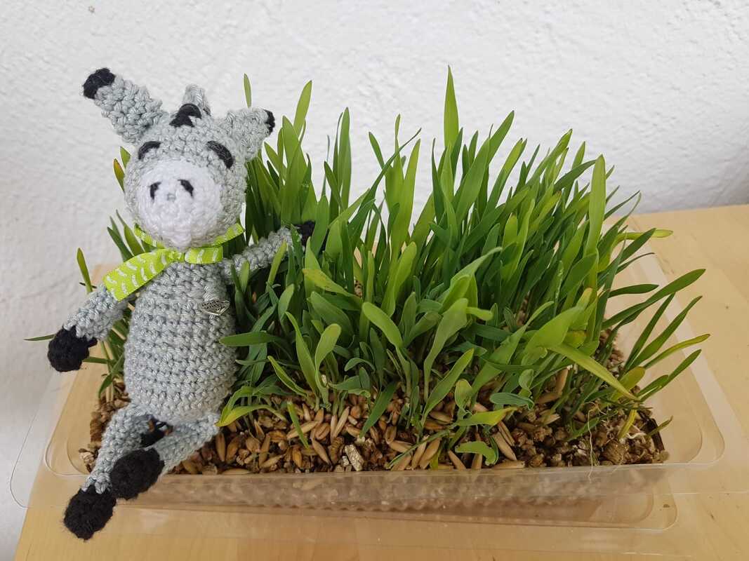 Gehäkelte kleine Tierfigur in Grau mit schwarzem Detail und grünem Halstuch neben einer Kunststoffschale mit Keimlingen