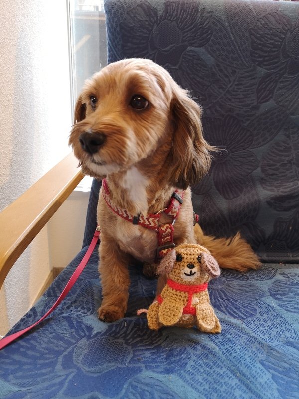 Anleitung Kuschler Havaneser Lina - Bild 3