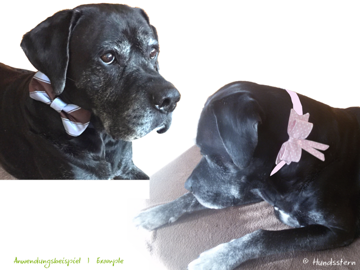 Neck BAND for dog bow tie or bow, Add-on. sewing tutorial