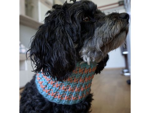 Crochet Pattern For The Dog Loop "Easy Customizing"