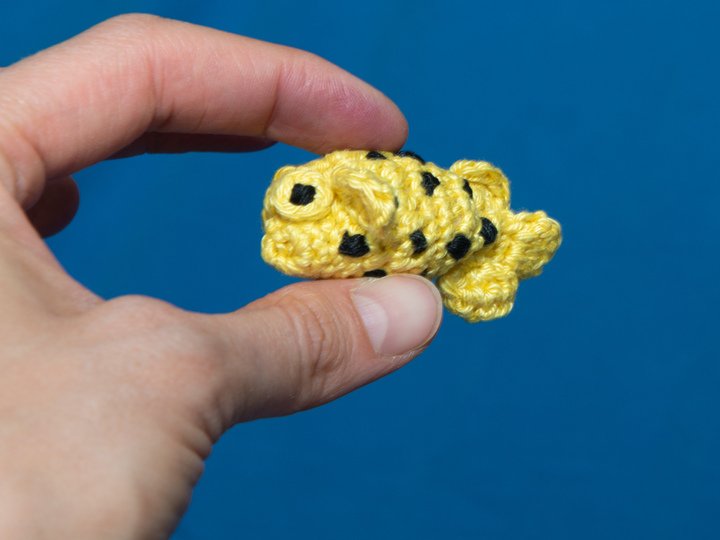 Amigurumi Anleitung für Otto den Kofferfisch