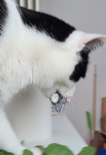 Mäusebande - mit Schal und Popomütze - Katzenspielzeug