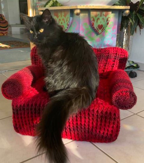 HAUSTIER-& PUPPENSOFA " EXTRAVAGANZA"