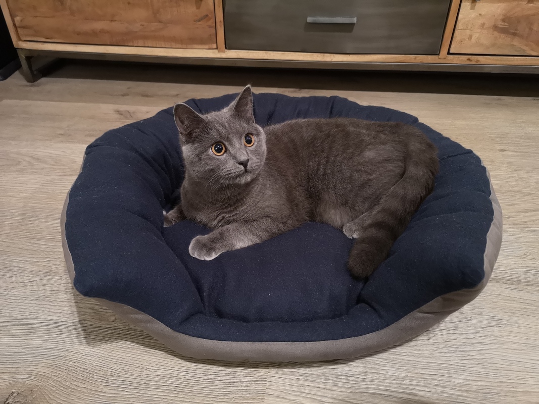 Nähanleitung Katzenbett und Hundebett für kleine Hunde