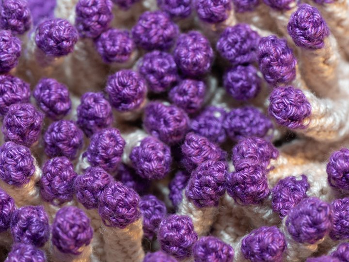 Häkelanleitung für Anna die Anemone