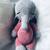 Elefant Gigi Häkelanleitung