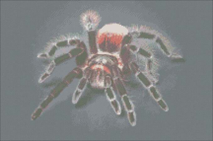 Spider tarantula cross stitch pattern