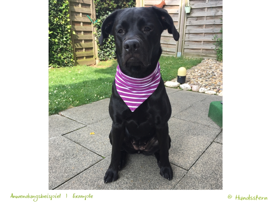 BANDALOO Summer. Dog bandana-scarf in 8 sizes. Sewing Pattern - Image 8