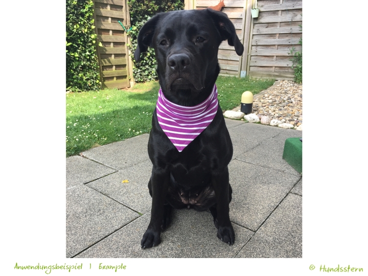 BANDALOO Summer. Dog bandana-scarf in 8 sizes. Sewing Pattern