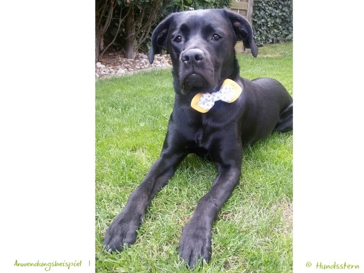 BRIDA Bow for Dog Collar in 4 sizes Sewing Pattern