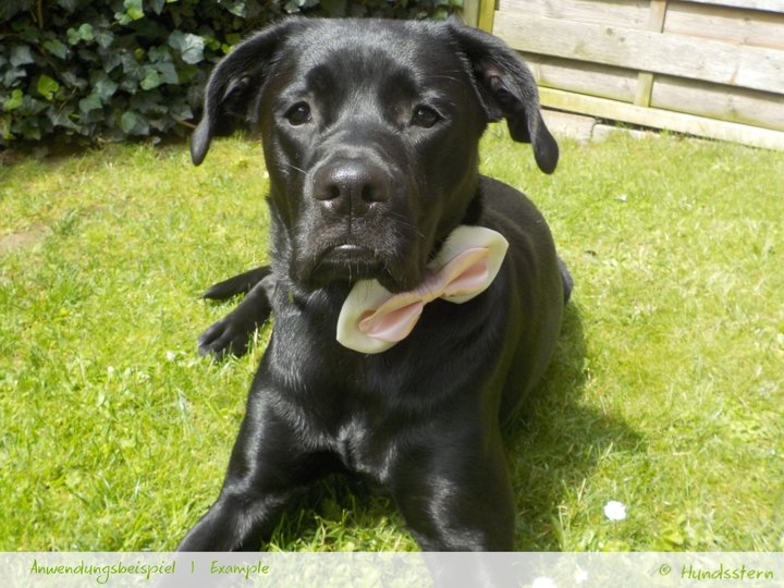 BRIDA Schleife für Hunde 4 Gr. Nähanleitung+Schnitt
