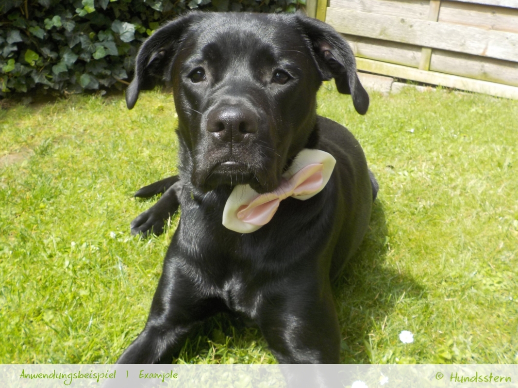 BRIDA Bow for Dog Collar in 4 sizes Sewing Pattern - Image 3