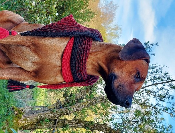 Brauner Hund mit rot-schwarzem, gehäkeltem Schal mit Quasten im Freien.