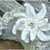 Edelweiss