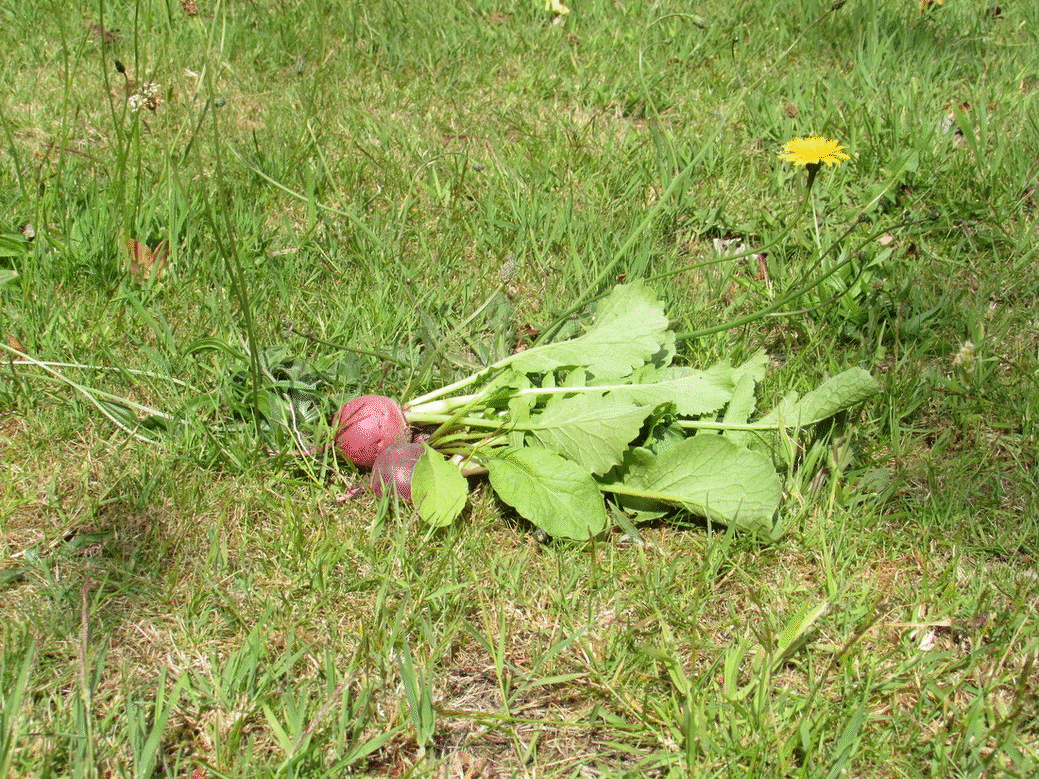 Guinea Pig Toy Knitting Pattern - Image 5