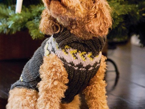 Strickanleitung: Pullover im Norweger-Look für das Fellnäschen