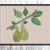 Green pears cross stitch pattern