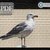 Seagull > Cross Stitch Pattern PDF