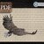 Flying Eagle > Cross Stitch Pattern PDF