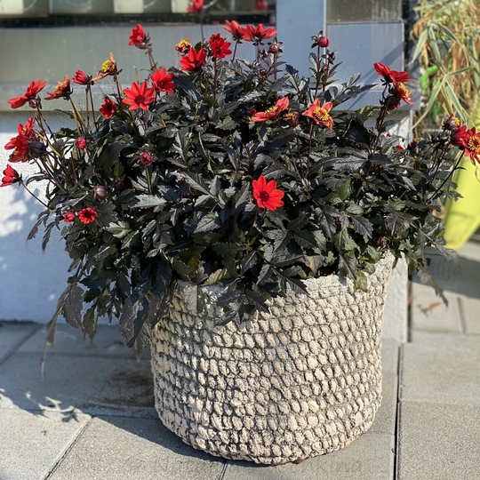 Blumentöpfe für Garten, Terrasse oder Balkon häkeln… häkeln, häkeln!