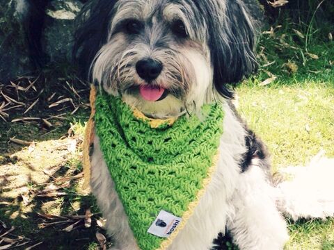 Häkelanleitung für Hundehalstuch Awara