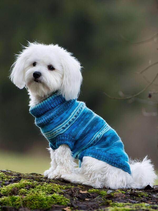 Kleiner weißer Hund mit blau-gestreiftem Strickpullover auf Moos