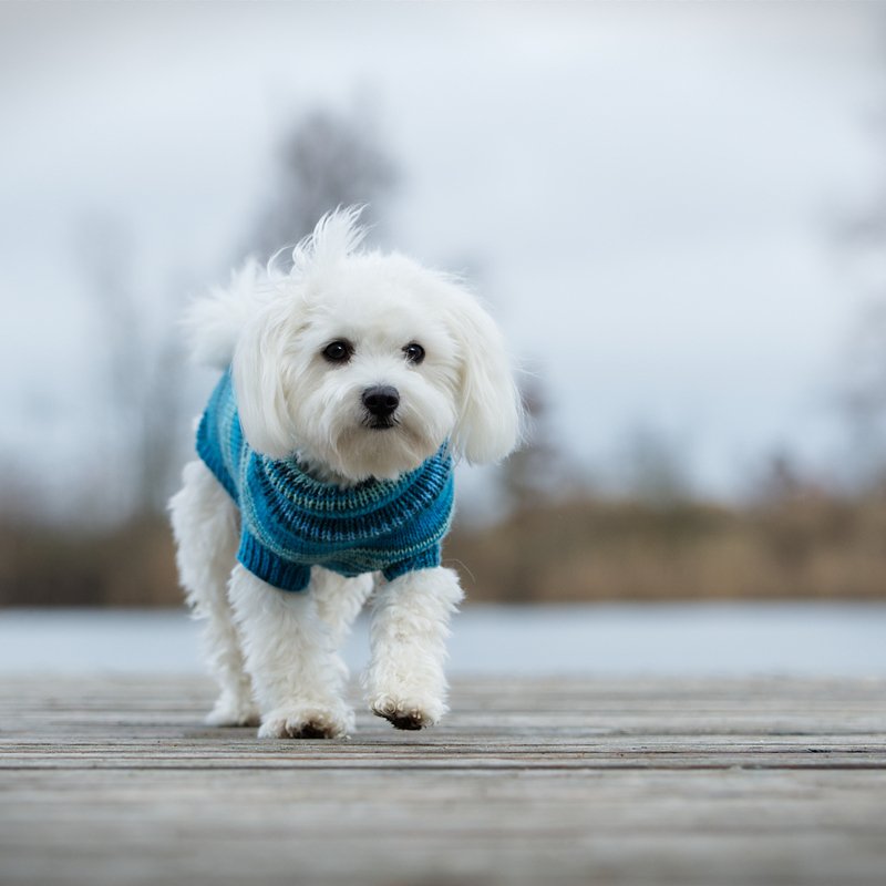 Anleitung Hundepulli für kältere Tage