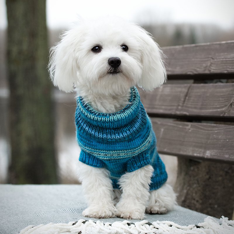 Kleiner weißer Hund mit blauem gestricktem Rollkragenpullover auf einer Bank