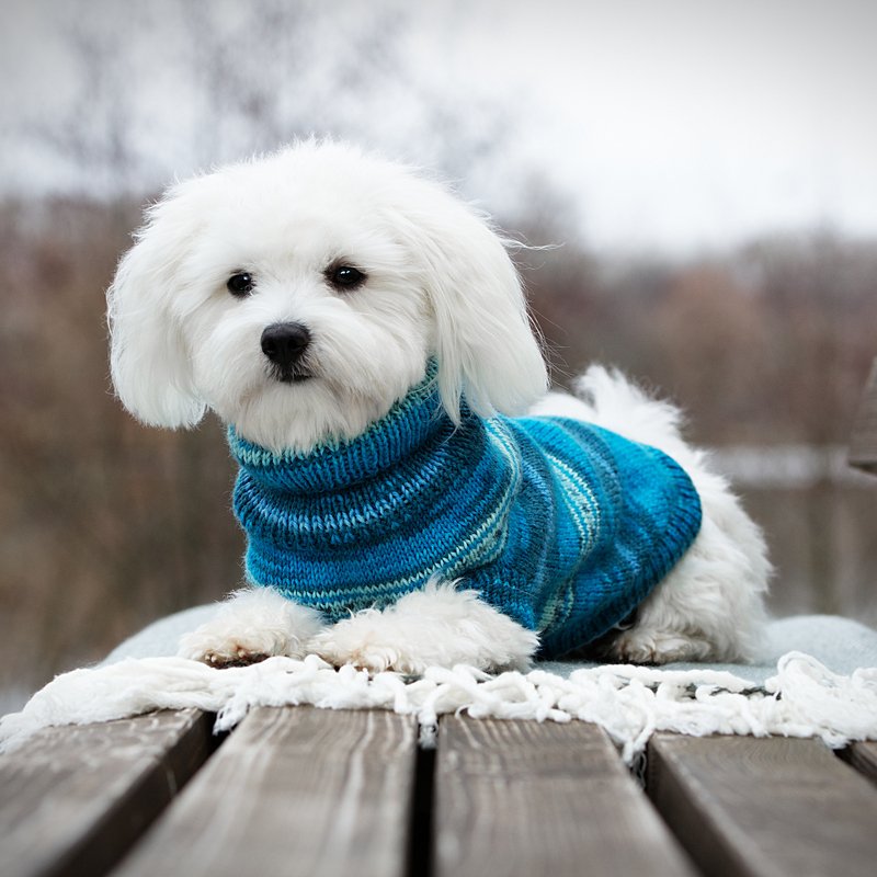 Anleitung Hundepulli für kältere Tage