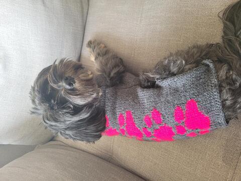 Hundepullover mit Pfotenmuster