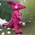 Dino Para