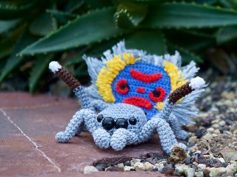 Anleitung Pfauenspinne Maratus speciosus