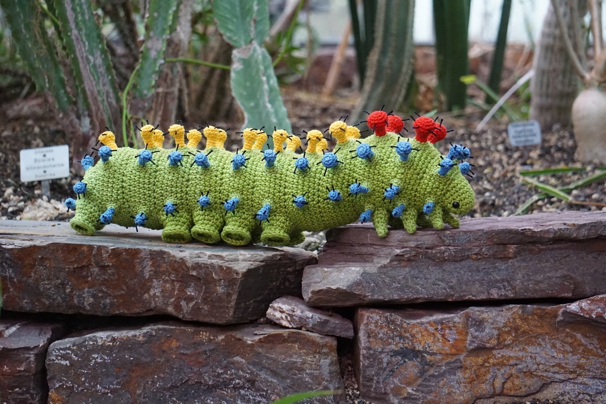 Anleitung Raupe der Cecropia Motte - Bild 3