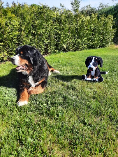 DIY Häkelanleitung für einen kuscheligen Berner Sennenhund