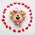 269 Crochet Pattern - Dog puppy brooch, brouch, aplique, decor, pin,