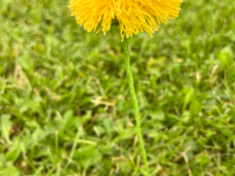 Häkelanleitung Löwenzahn