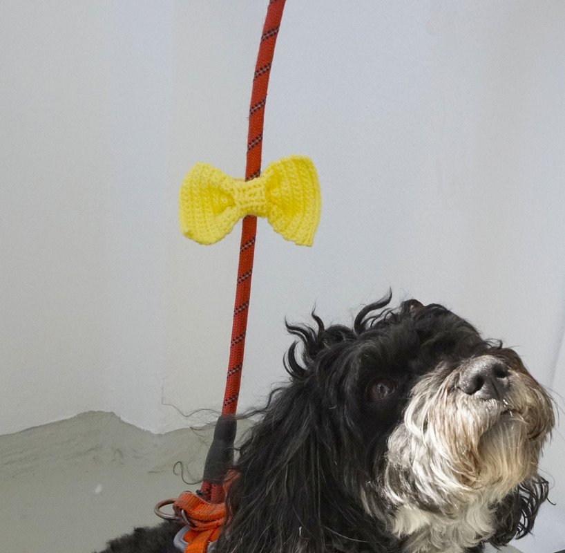 Häkelanleitung für die Gelbe Schleife am Hund