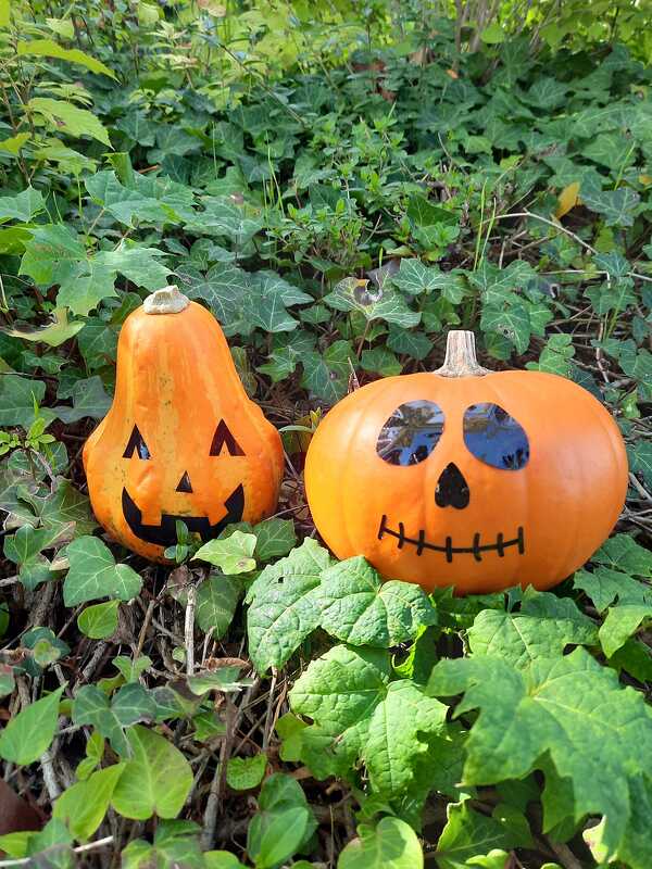 Zwei kleine Kürbisse mit einfachen geplotteten Gesichtern auf Efeuboden