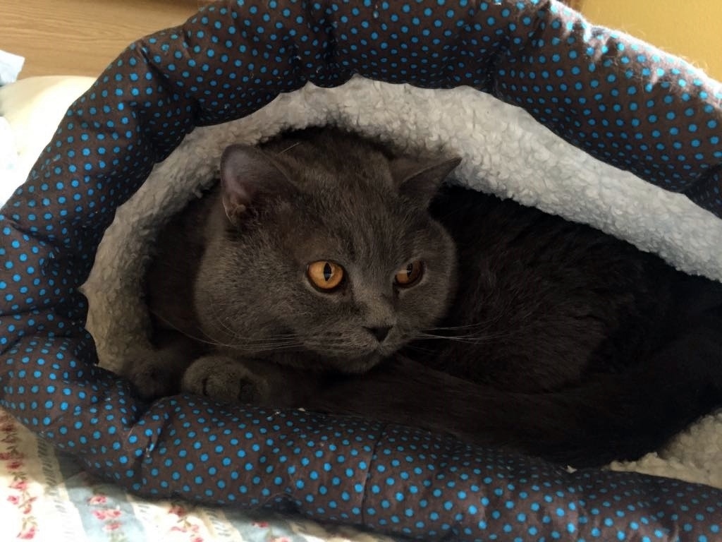 Katzen Höhle nähen mit Schnittmuster