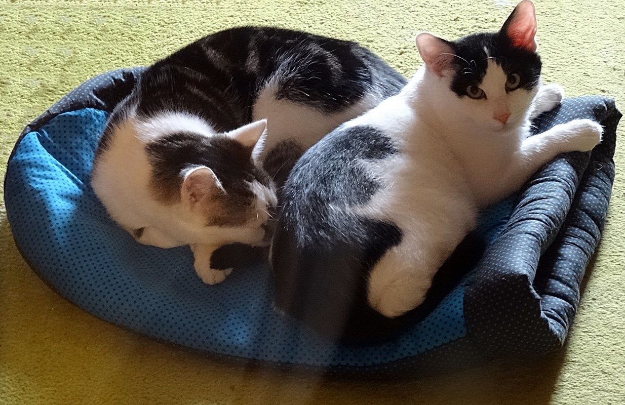 Zweifarbiges Katzenbett mit zwei entspannten Katzen