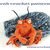 Crab Crochet Pattern Amigurumi Crochet (mini) Crab Stuffed Animal Pattern